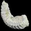 Cretaceous Fossil Oyster (Rastellum) - Madagascar #54422-1